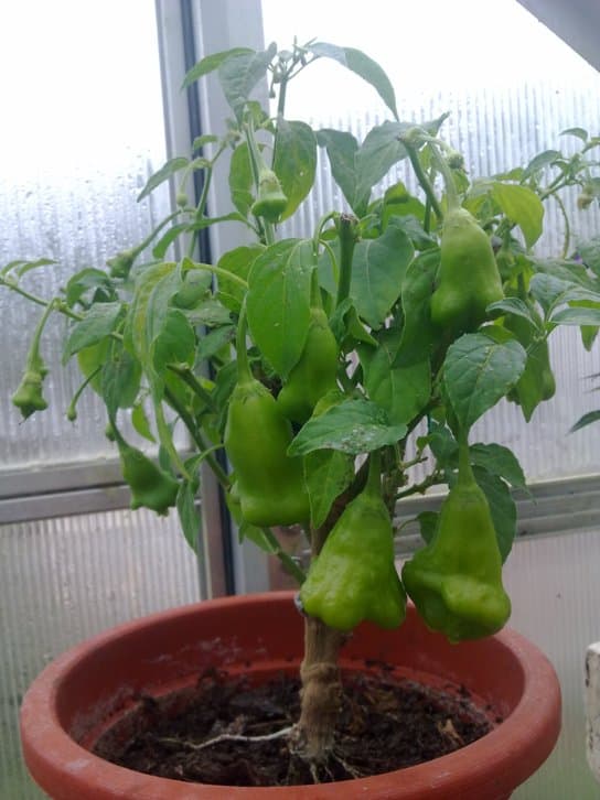 Pěstování paprik ve skleníku