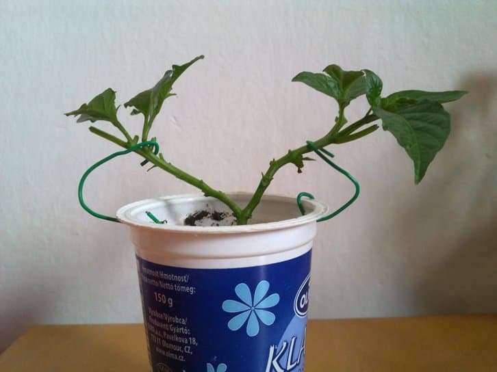 Jak vytvořit bonsai z chilli papriček