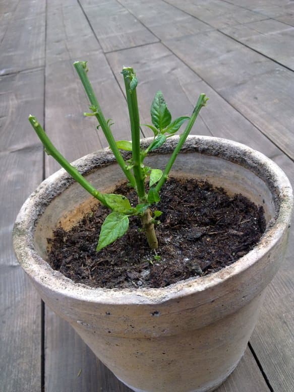 Přezimování chilli paprik