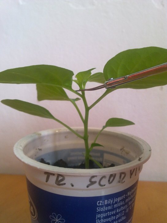 Pěstování chilli papriček – 2.díl