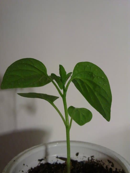 Pěstování chilli papriček – 1.díl