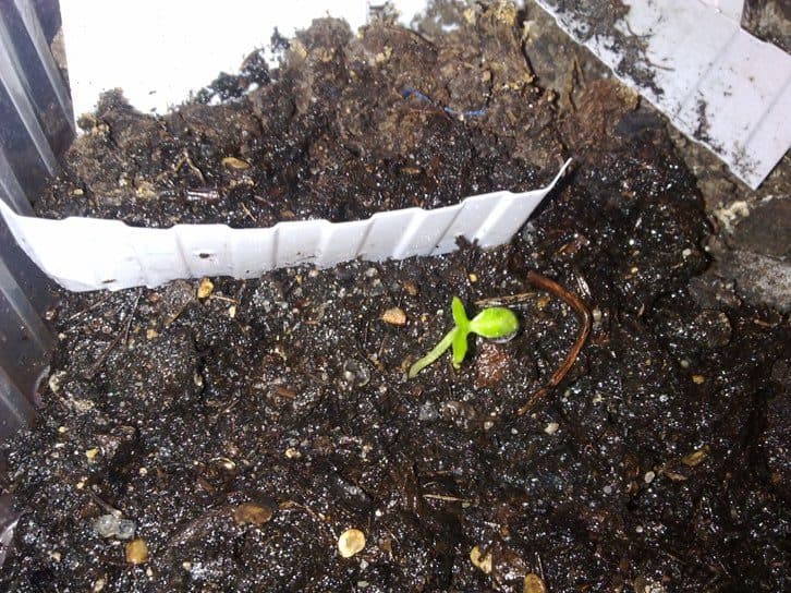 Začínáme s pěstováním chilli papriček