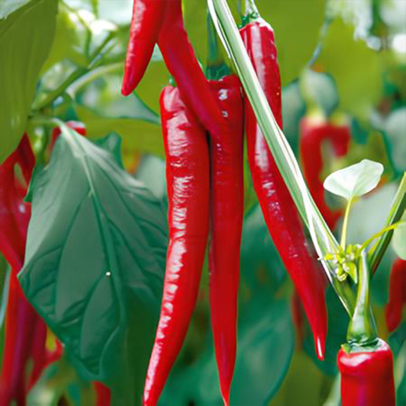 Cayenne Long Slim - semínka chilli 3
