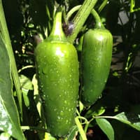 Green Jalapeno - semínka chilli 3