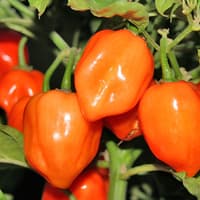 Habanero Orange - semínka chilli 3