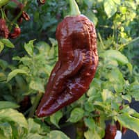 Naga Black - semínka chilli 3