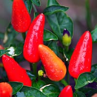 Tabasco - semínka chilli 3