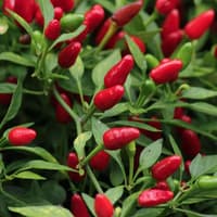 African Bird's Eye - semínka chilli 3