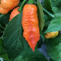 Bhut Jolokia Orange - semínka chilli 3