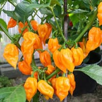 Bhut Jolokia Yellow - semínka chilli 3