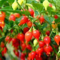 Biquinho Red - semínka chilli 3