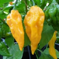 Fatallii Yellow - semínka chilli 3