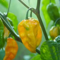 Habanero Yellow - semínka chilli 3