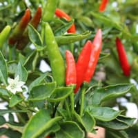 Malagueta - semínka chilli 3