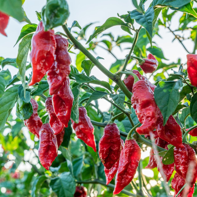 Naga Morich - semínka chilli 3