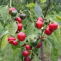 Satan's Kiss - semínka chilli 3