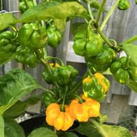 Scotch Bonnet Yellow - semínka chilli 3