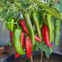 Anaheim - semínka chilli 3