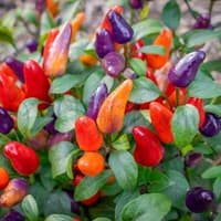 Aurora - chilli semínka 3