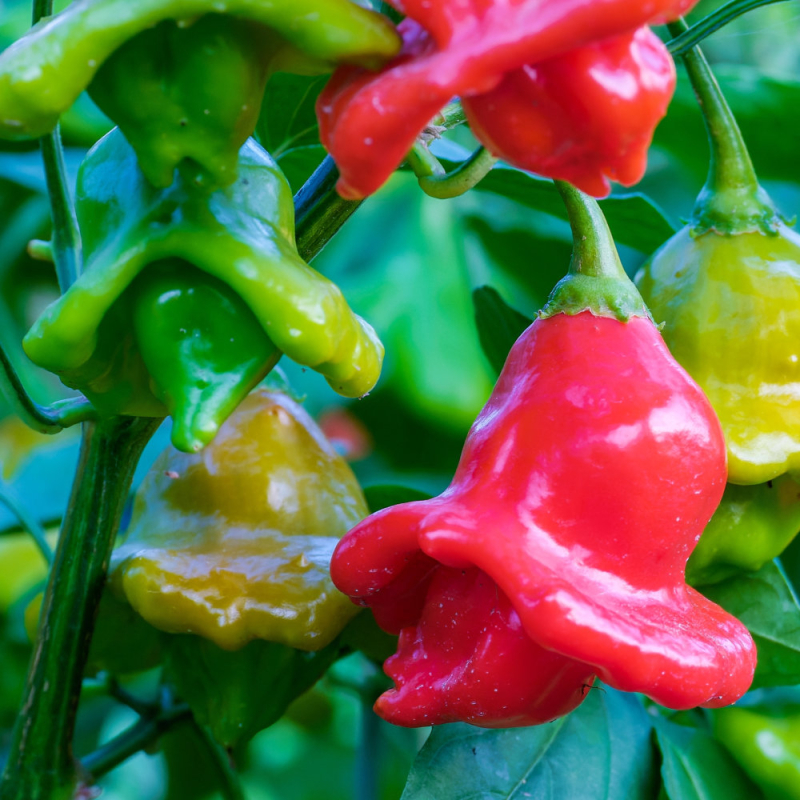 Bishop's Crown - semínka chilli 3