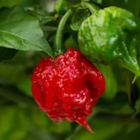 Carolina Reaper Red F1 - semínka chilli 3