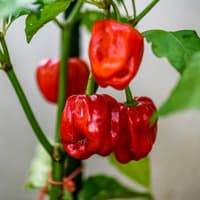 Habanero Red - chilli semínka 3