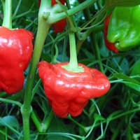 Jamaican Hot Red - semínka chilli 3